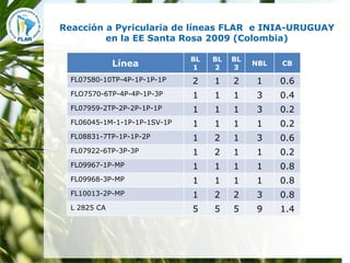 Mejoramiento para la zona templada FLAR