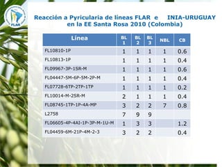 Mejoramiento para la zona templada FLAR