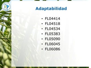 Mejoramiento para la zona templada FLAR