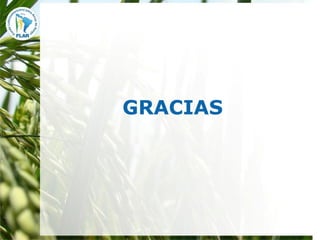 Mejoramiento para la zona templada FLAR