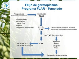Mejoramiento para la zona templada FLAR