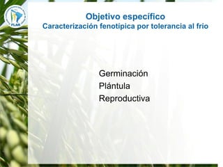 Mejoramiento para la zona templada FLAR