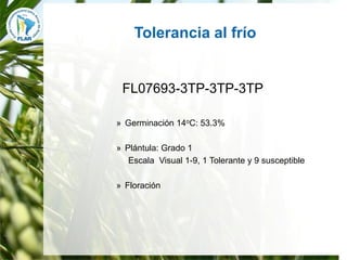 Mejoramiento para la zona templada FLAR