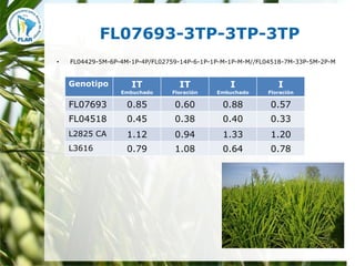 Mejoramiento para la zona templada FLAR