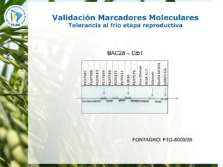 Mejoramiento para la zona templada FLAR