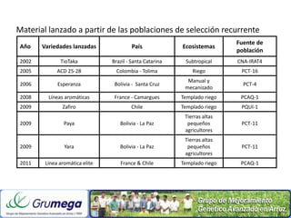 Mejoramiento poblacional en el CIAT