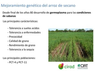 Mejoramiento poblacional en el CIAT