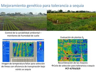 Mejoramiento poblacional en el CIAT