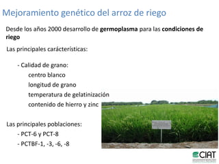 Mejoramiento poblacional en el CIAT