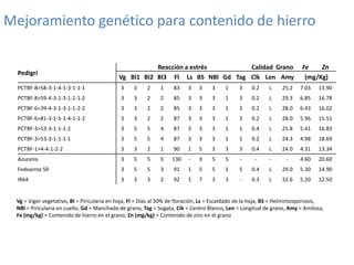 Mejoramiento poblacional en el CIAT