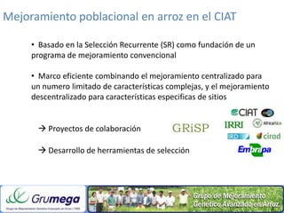 Mejoramiento poblacional en el CIAT