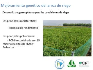 Mejoramiento poblacional en el CIAT