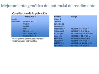 Mejoramiento poblacional en el CIAT