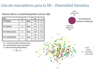 Mejoramiento poblacional en el CIAT