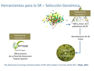Mejoramiento poblacional en el CIAT