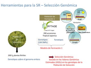 Mejoramiento poblacional en el CIAT