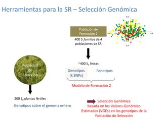Mejoramiento poblacional en el CIAT