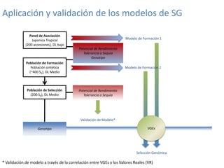 Mejoramiento poblacional en el CIAT
