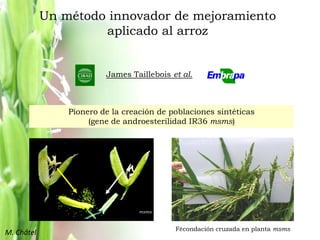 Mejoramiento poblacional en el CIAT