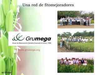 Mejoramiento poblacional en el CIAT