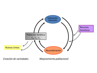 Mejoramiento poblacional en el CIAT