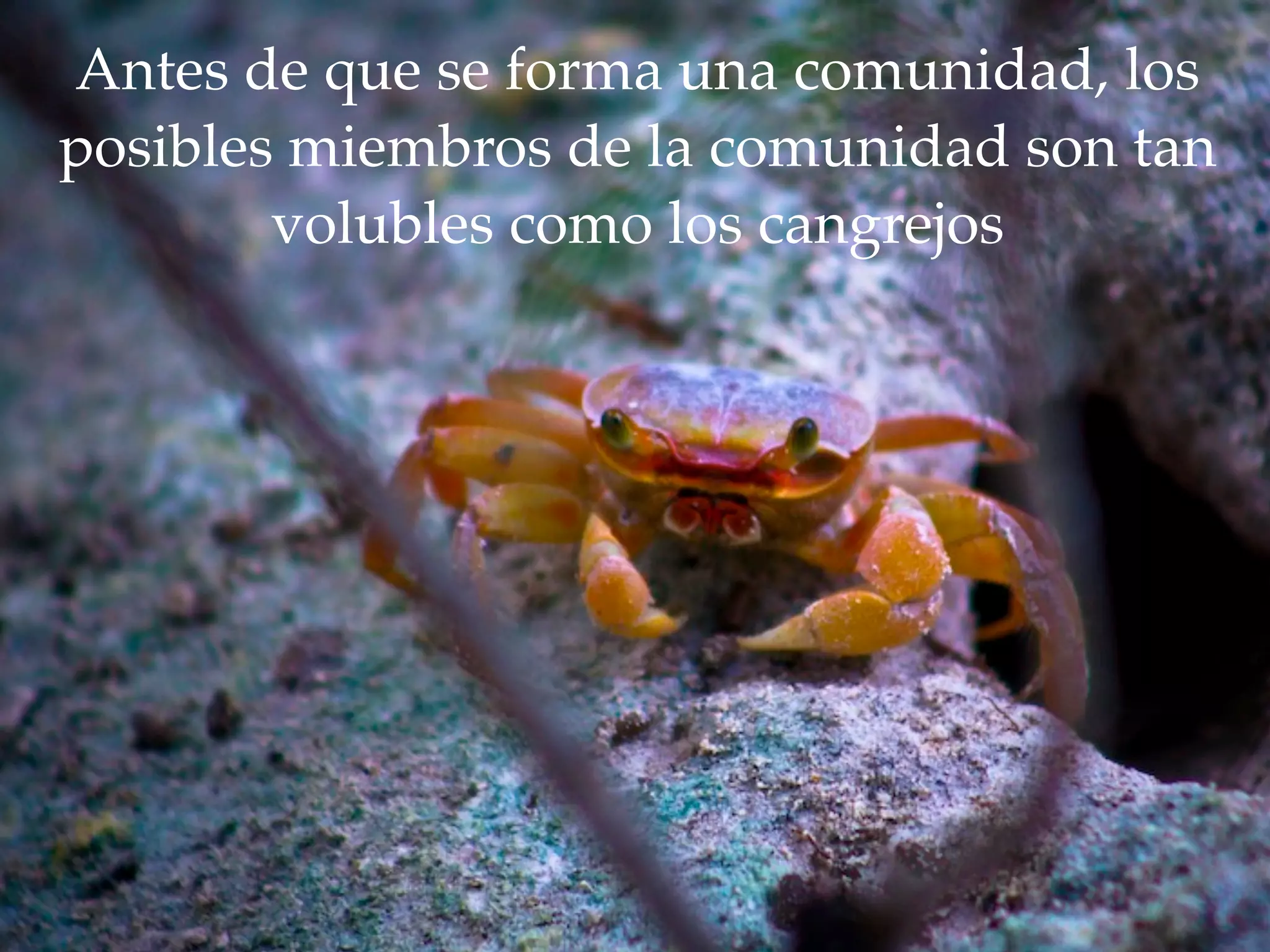 Antes de que se forma una comunidad, los
posibles miembros de la comunidad son tan
volubles como los cangrejos
 