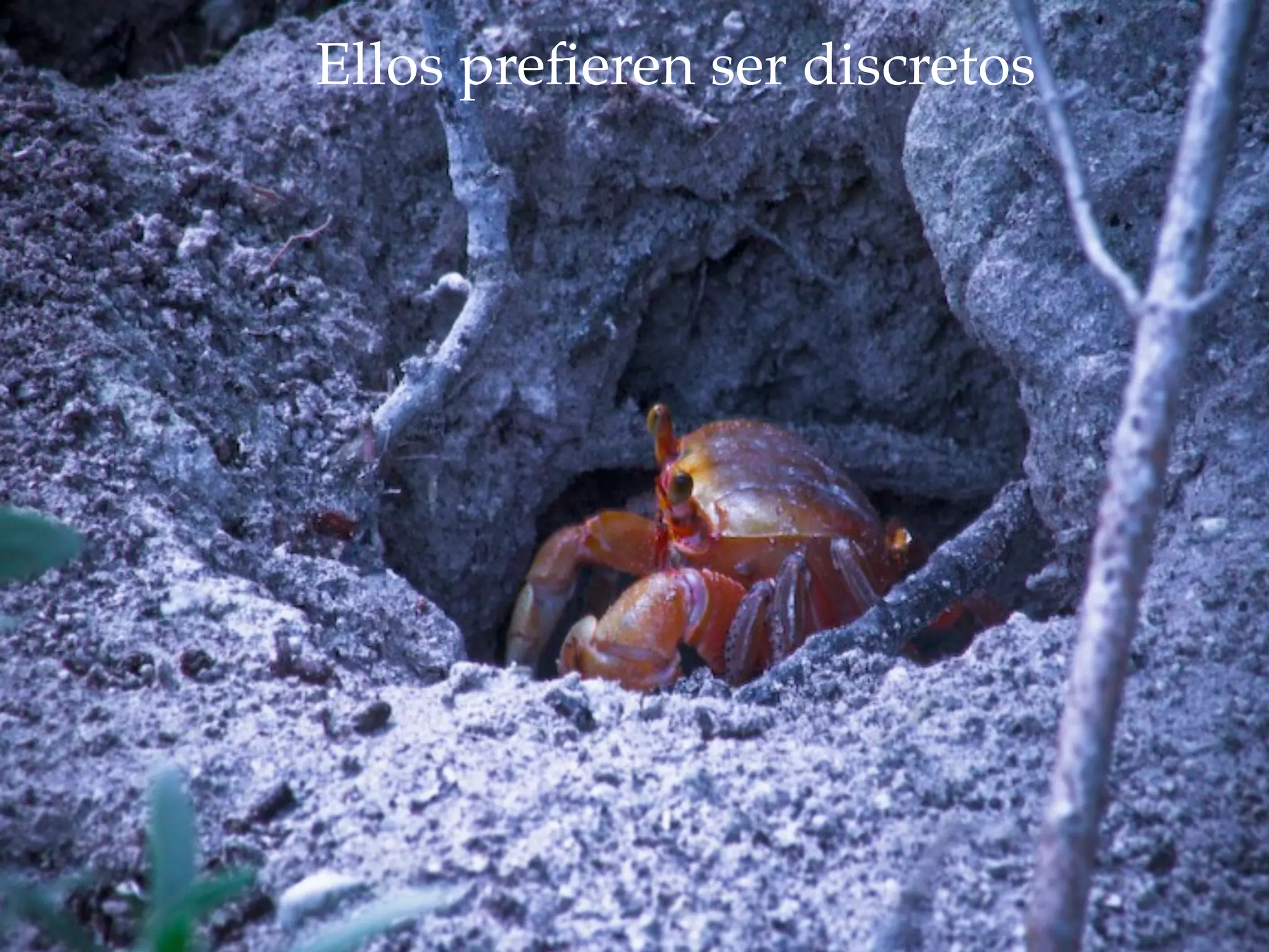 Ellos preﬁeren ser discretos
 