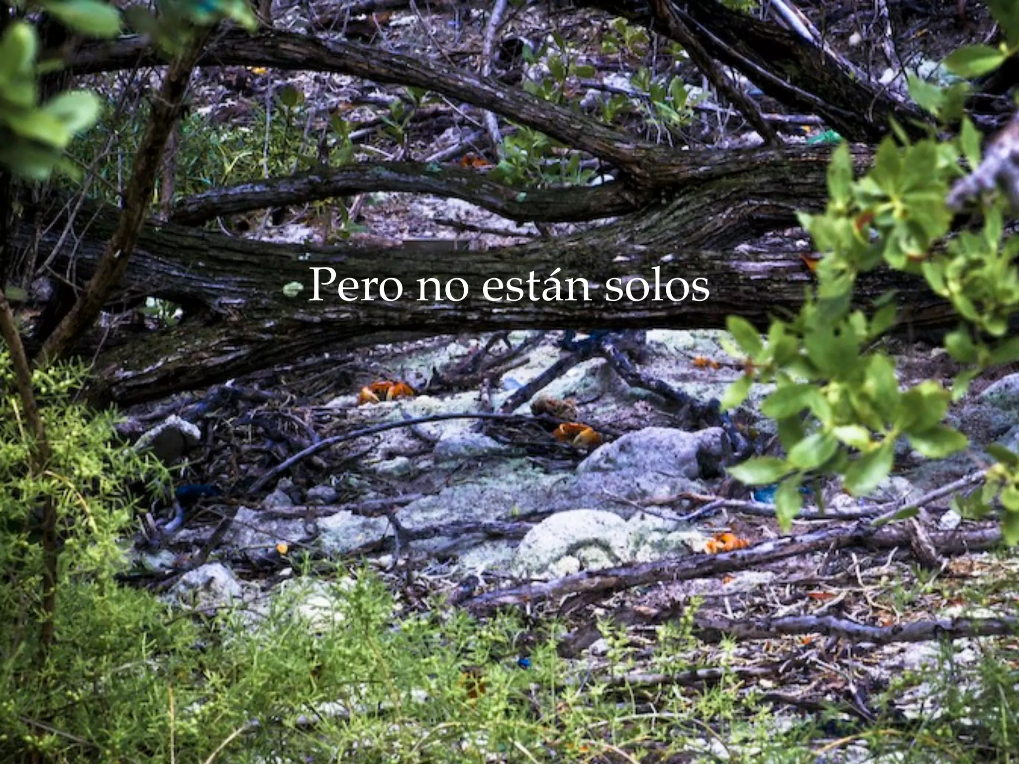 Pero no están solos
 