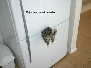 Mejor imán de refrigerador   