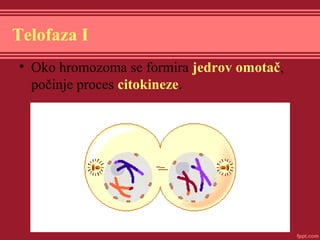 Telofaza I
• Oko hromozoma se formira jedrov omotač,
počinje proces citokineze.
 