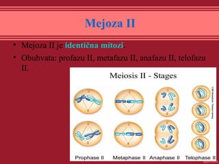 Mejoza II
• Mejoza II je identična mitozi.
• Obuhvata: profazu II, metafazu II, anafazu II, telofazu
II.
 