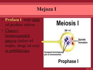 Mejoza I
• Profaza I: traje duže
od profaze mitoze.
• Članovi
hromozomskih
parova (jedan od
majke, drugi od oca)
se približavaju.
 