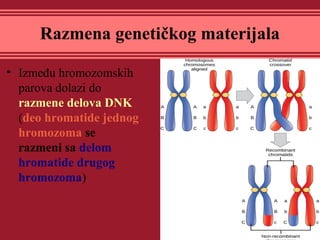 Razmena genetičkog materijala
• Između hromozomskih
parova dolazi do
razmene delova DNK
(deo hromatide jednog
hromozoma se
razmeni sa delom
hromatide drugog
hromozoma)
 