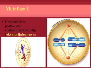 Metafaza I
• Hromozomi su
postavljeni u
centralnom delu ćelije
(ekvatorijalna ravan)
 