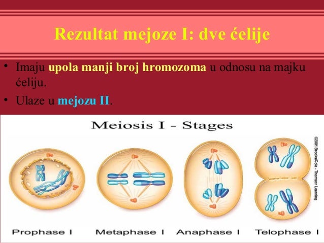 Podziały Komórkowe Mitoza I Mejoza Mejoza