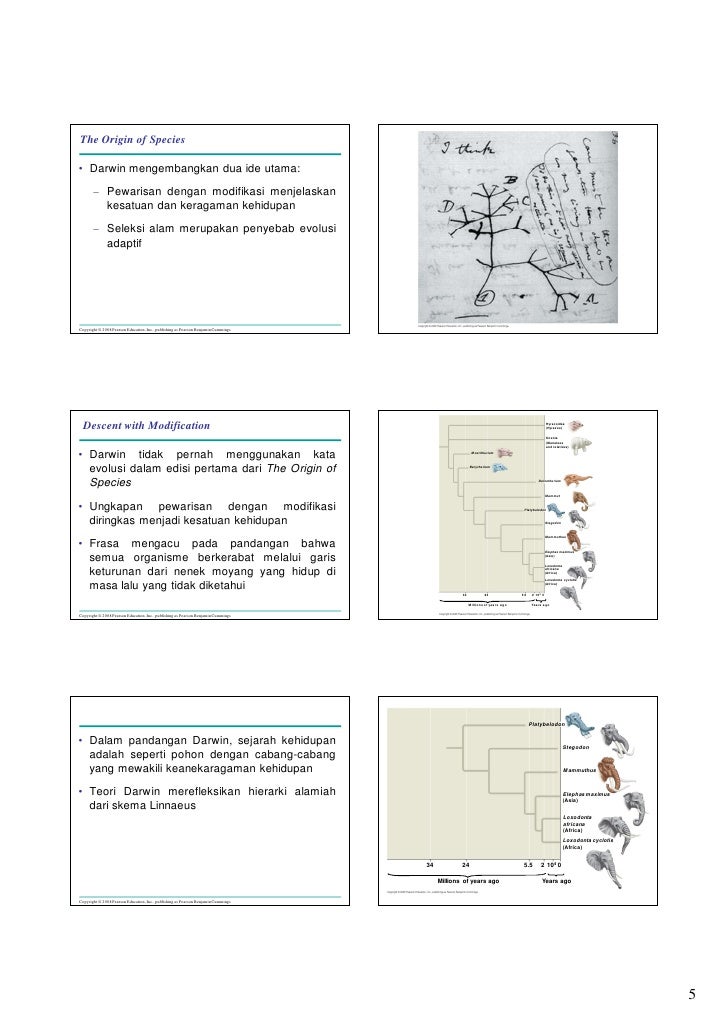 Diagram Pohon Evolusi Image collections - How To Guide And 