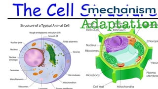 Mekanisme adaptasi sel