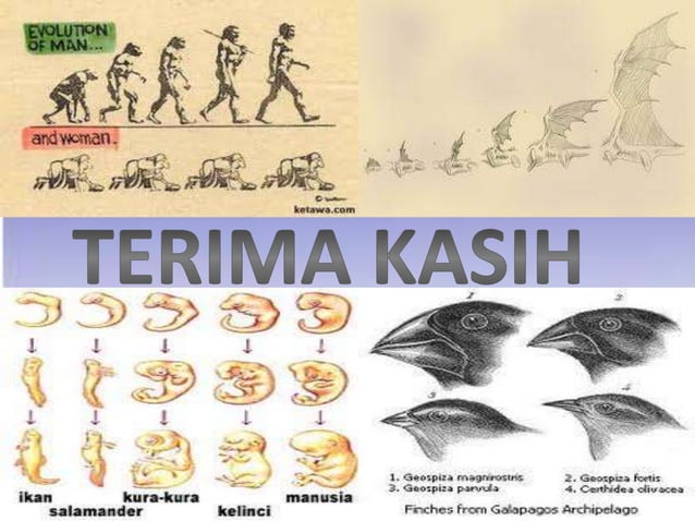 Mekanisme evolusi | PPTX