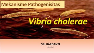 Vibrio cholerae
SRI HARDANTI
Chichi Seuri
Mekanisme Pathogenisitas
 