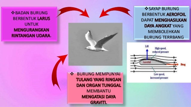 Pergerakan Haiwan