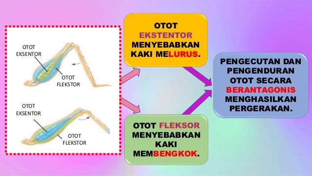 Pergerakan Haiwan
