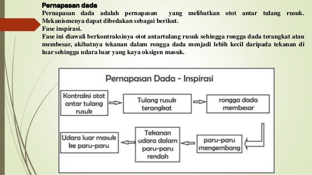 Mekanisme pernafasan perut & dada pada manusia