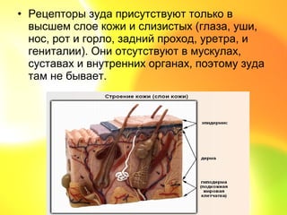 • Рецепторы зуда присутствуют только в
  высшем слое кожи и слизистых (глаза, уши,
  нос, рот и горло, задний проход, уретра, и
  гениталии). Они отсутствуют в мускулах,
  суставах и внутренних органах, поэтому зуда
  там не бывает.
 