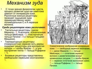 Механизм зуда
•   С точки зрения физиологии чувств,
  процесс развития зуда как симптома
  зависит от иннервации кожи.
  Различные кожные рецепторы
  проводят ощущение зуда
  преимущественно через
  полимодальные С и А нервные
  волокна.
 Среди рецепторов кожи различают:
• Тактильные рецепторы: (диски
  Меркеля - 2, А-волокна, осязательные
  тельца Мейснера - 3, пластинчатые
  тельца Пачини - 8 и тельца Гольджи-
  Маццони).
• Температурные рецепторы:
  (поверхностная нервная сеть дермы
  содержит рецепторы для восприятия      Схематическое изображение иннервации
  холода —- колбы Краузе - 5, и для      кожи: 1 — свободные нервные окончания;
  восприятия тепла — тельца Руффини      2 — диски Меркеля; 3 — тельца
  - 7).                                  Мейснера; 4 — сплетение нервных
• Болевые рецепторы представлены         волокон с разветвлениями вокруг
  свободными нервными окончаниями -      кровеносных сосудов; 5 — колбы Краузе;
  1.                                     6 — нервное сплетение волосяной сумки;
                                         7 — тельца Руффини; 8 — тельца
                                         Пачини.
 