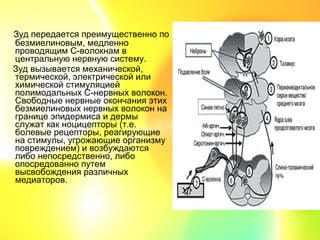 Зуд передается преимущественно по
безмиелиновым, медленно
проводящим С-волокнам в
центральную нервную систему.
Зуд вызывается механической,
термической, электрической или
химической стимуляцией
полимодальных С-нервных волокон.
Свободные нервные окончания этих
безмиелиновых нервных волокон на
границе эпидермиса и дермы
служат как ноцицепторы (т.е.
болевые рецепторы, реагирующие
на стимулы, угрожающие организму
повреждением) и возбуждаются
либо непосредственно, либо
опосредованно путем
высвобождения различных
медиаторов.
 