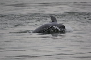 Mekong dolphin slide show pics