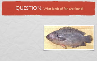 QUESTION: What kinds of ﬁsh are found?
 