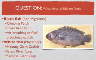 QUESTION: What kinds of ﬁsh are found?

•Black ﬁsh (non-migratory)
  •Climbing Perch
  •Snake head ﬁsh
  •Air breathing catﬁsh/
  broadhead catﬁsh
•White ﬁsh (Migratory)
 •Mekong Giant Catﬁsh
 •Giant River Carp
 •Siamese Giant Carp
 