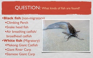 QUESTION: What kinds of ﬁsh are found?

•Black ﬁsh (non-migratory)
  •Climbing Perch
  •Snake head ﬁsh
  •Air breathing catﬁsh/
  broadhead catﬁsh
•White ﬁsh (Migratory)
 •Mekong Giant Catﬁsh
 •Giant River Carp
 •Siamese Giant Carp
 