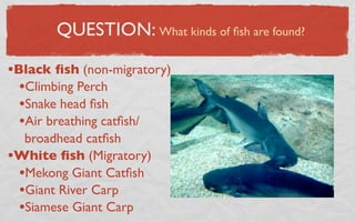 QUESTION: What kinds of ﬁsh are found?

•Black ﬁsh (non-migratory)
  •Climbing Perch
  •Snake head ﬁsh
  •Air breathing catﬁsh/
  broadhead catﬁsh
•White ﬁsh (Migratory)
 •Mekong Giant Catﬁsh
 •Giant River Carp
 •Siamese Giant Carp
 